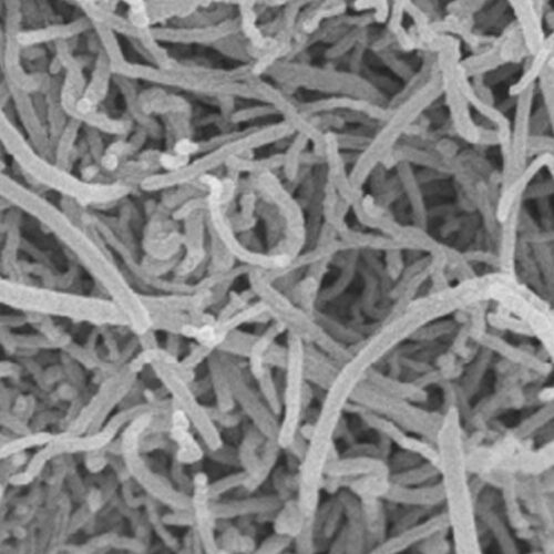 SEM image of multi-walled carbon nanotubes